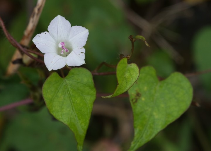 Small White Morning Glory